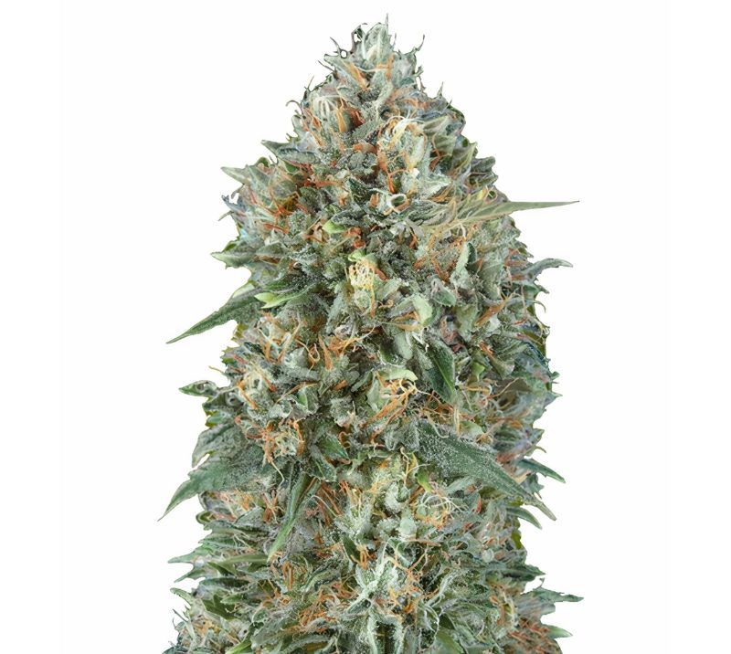 Goji OG Haze Cannabissamen-Verpackung — Royal King Seeds Deutschland