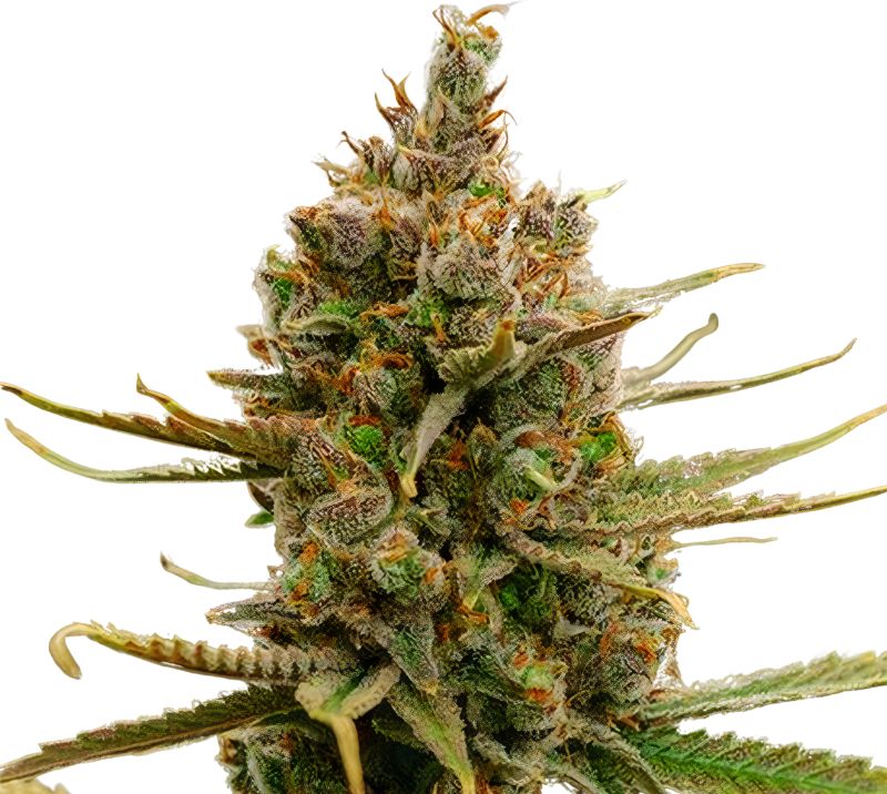 Gold Leaf Cannabissamen-Verpackung — Royal King Seeds Deutschland