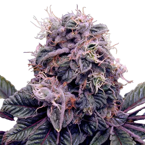 Goldberry Cannabissamen-Verpackung — Royal King Seeds Deutschland