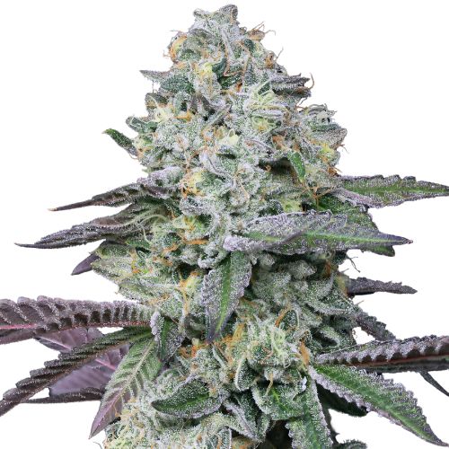 Goo Cannabissamen-Verpackung — Royal King Seeds Deutschland