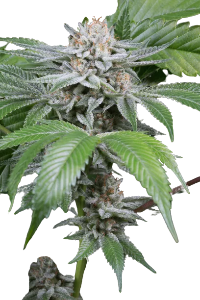 Gorilla Biscuit Cannabissamen-Verpackung — Royal King Seeds Deutschland