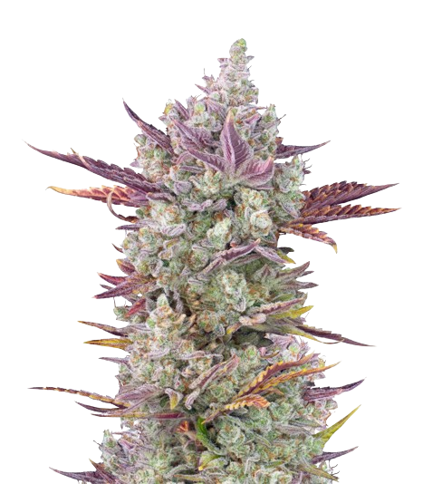 Gorilla Cookies Cannabissamen-Verpackung — Royal King Seeds Deutschland
