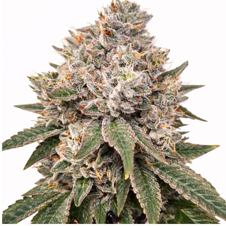 Gorilla Glue Cannabissamen-Verpackung — Royal King Seeds Deutschland