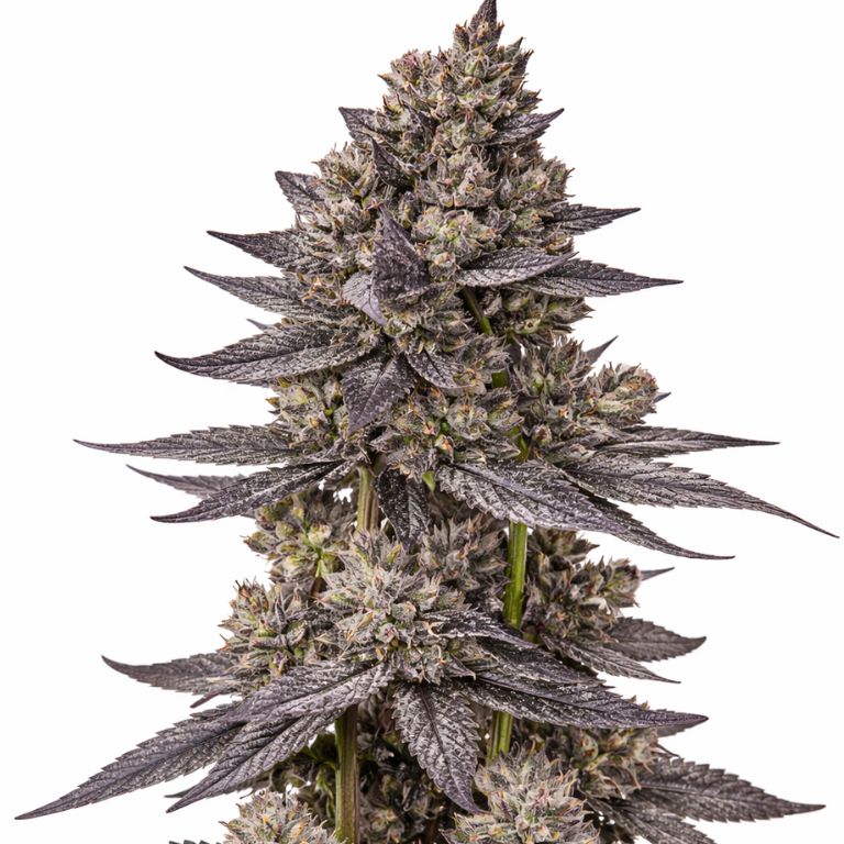 Gorilla Nut Cannabissamen-Verpackung — Royal King Seeds Deutschland