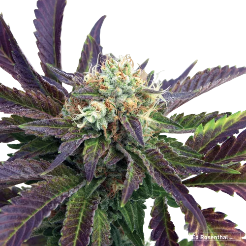 Grand Doggy Purps Cannabissamen-Verpackung — Royal King Seeds Deutschland