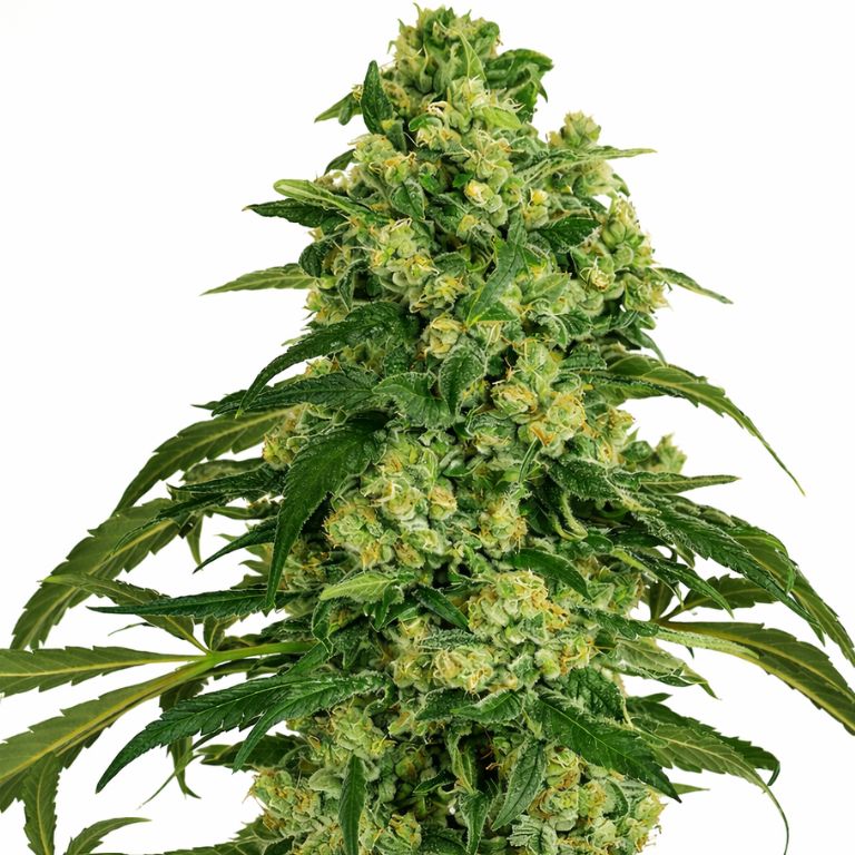 Grandmas Sugar Cookies Cannabissamen-Verpackung — Royal King Seeds Deutschland