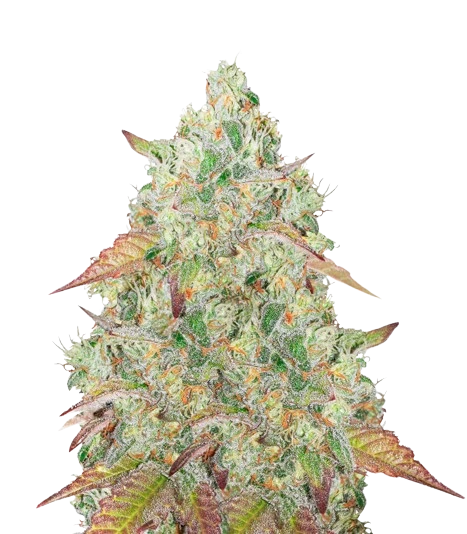 Grandmommy Purple Cannabissamen-Verpackung — Royal King Seeds Deutschland