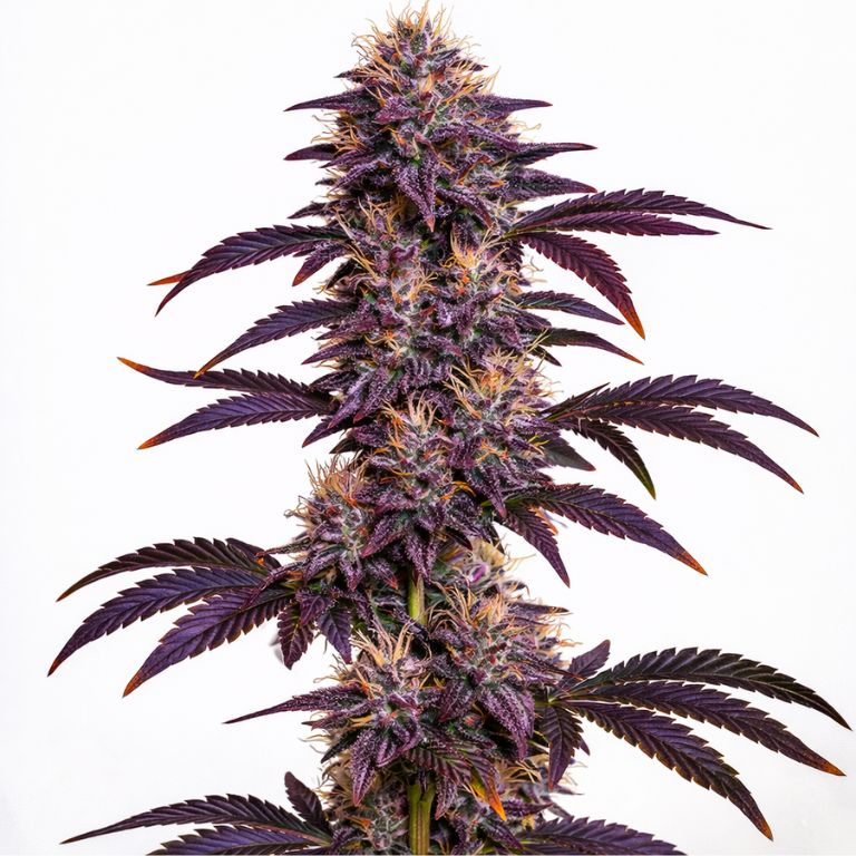 Grape Ape Cannabissamen-Verpackung — Royal King Seeds Deutschland