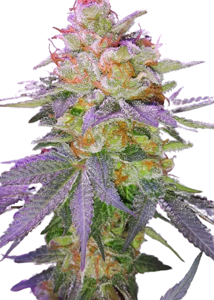 Grape Inferno Cannabissamen-Verpackung — Royal King Seeds Deutschland