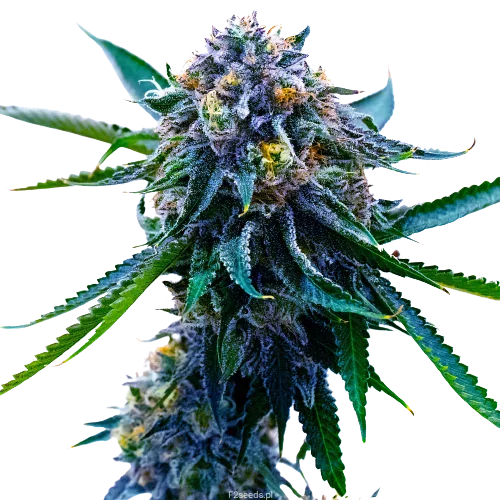 Grape Skunk Cannabissamen-Verpackung — Royal King Seeds Deutschland