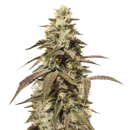 Grape Soda Cannabissamen-Verpackung — Royal King Seeds Deutschland