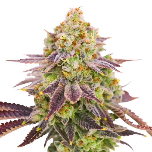 Grape Stomper Cannabissamen-Verpackung — Royal King Seeds Deutschland