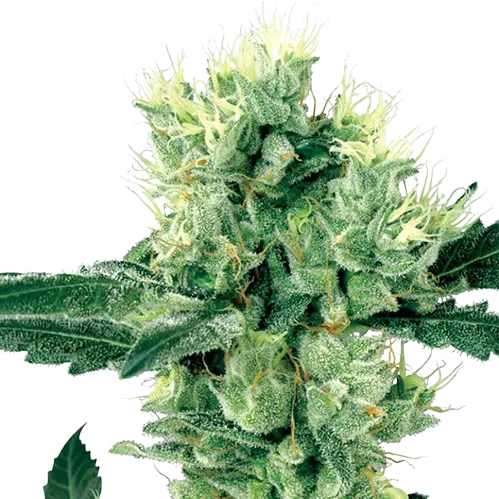 Grape Valley Kush Cannabissamen-Verpackung — Royal King Seeds Deutschland