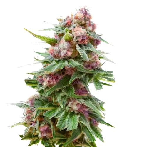 Grapefruit Kush Cannabissamen-Verpackung — Royal King Seeds Deutschland