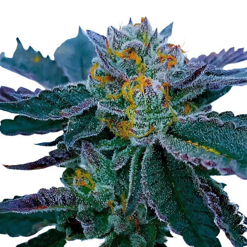 Gravity Cannabissamen-Verpackung — Royal King Seeds Deutschland