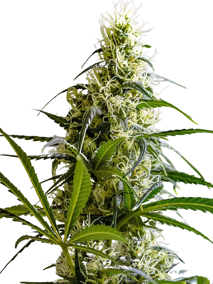 Green Avenger Cannabissamen-Verpackung — Royal King Seeds Deutschland