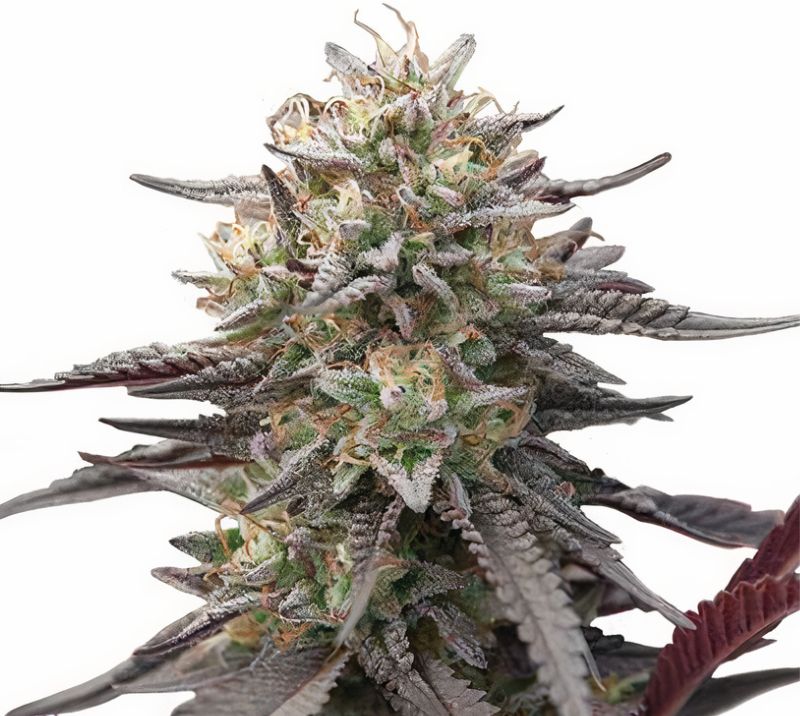 Green Crack Punch Cannabissamen-Verpackung — Royal King Seeds Deutschland