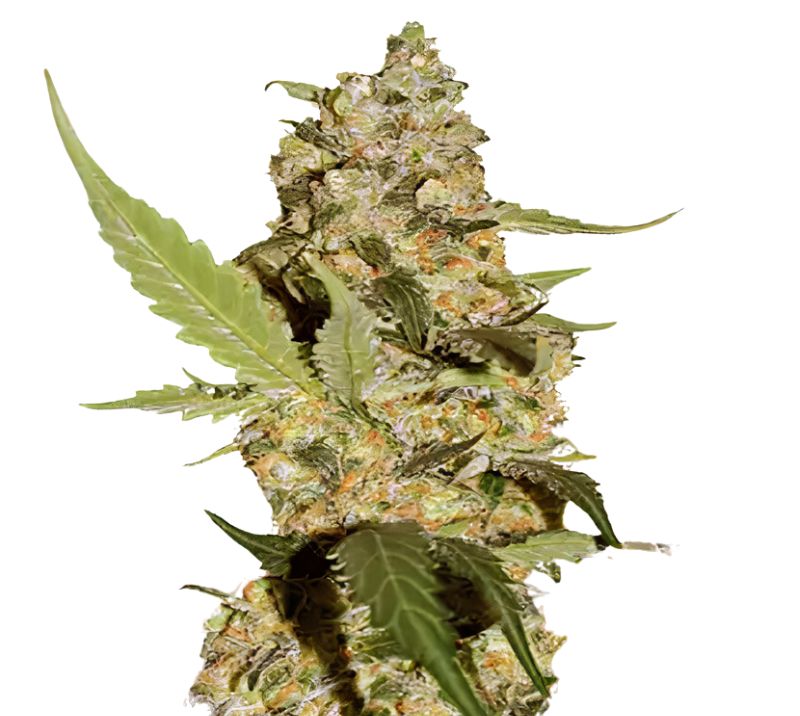 Green Dream Cannabissamen-Verpackung — Royal King Seeds Deutschland