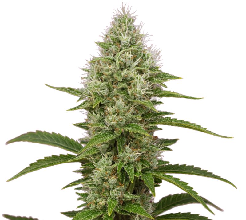 Green Goddess Cannabissamen-Verpackung — Royal King Seeds Deutschland