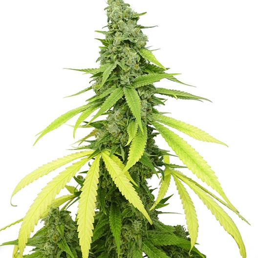Green Kush Cannabissamen-Verpackung — Royal King Seeds Deutschland