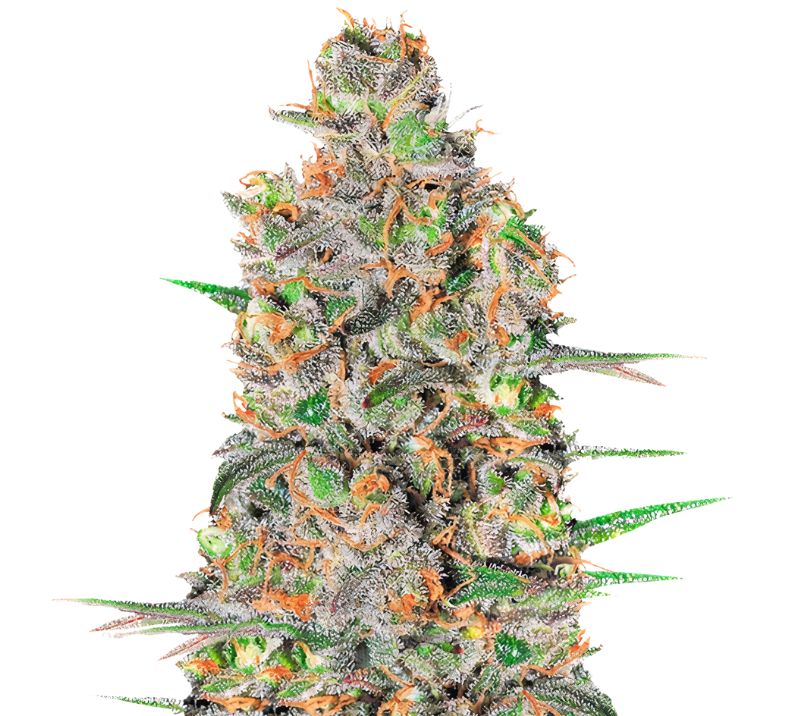 Green Love Potion Cannabissamen-Verpackung — Royal King Seeds Deutschland