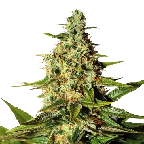 Green Queen Cannabissamen-Verpackung — Royal King Seeds Deutschland