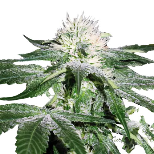Green Ribbon Cannabissamen-Verpackung — Royal King Seeds Deutschland