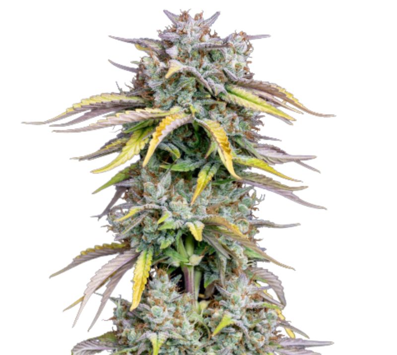 Grilled Cheese Cannabissamen-Verpackung — Royal King Seeds Deutschland