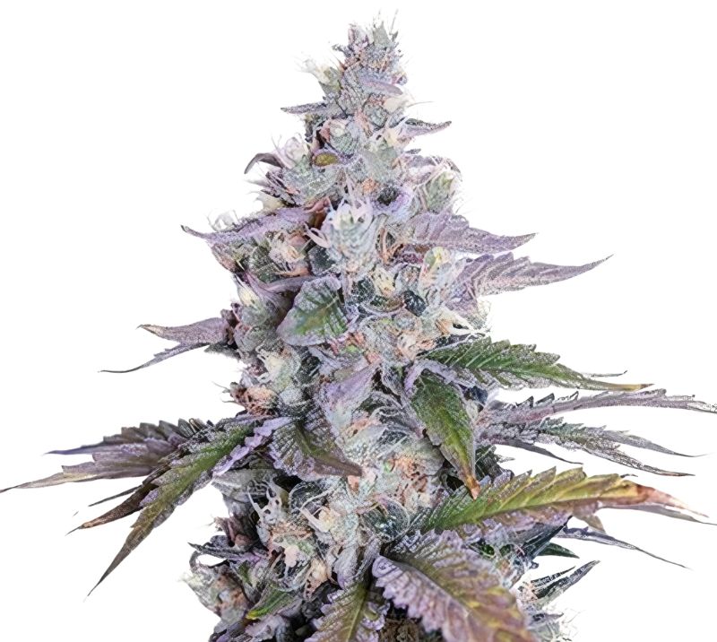 Grimace Cannabissamen-Verpackung — Royal King Seeds Deutschland