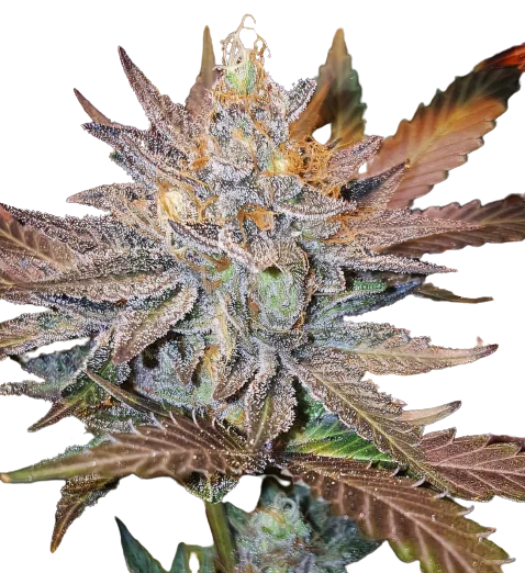 Guard Dawg Cannabissamen-Verpackung — Royal King Seeds Deutschland