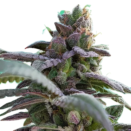 Gutbuster Cannabissamen-Verpackung — Royal King Seeds Deutschland