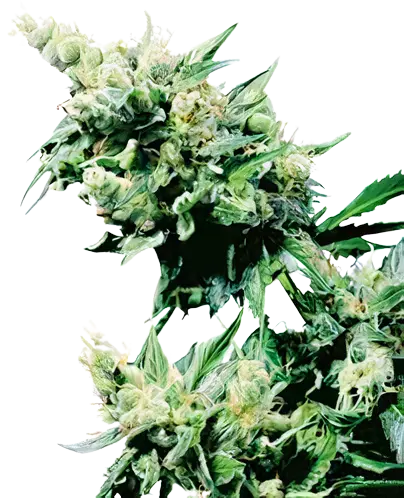 Hash Plant Cannabissamen-Verpackung — Royal King Seeds Deutschland
