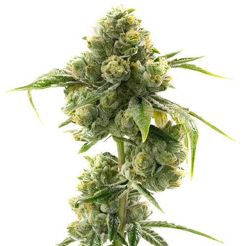Hashbar OG Cannabissamen-Verpackung — Royal King Seeds Deutschland