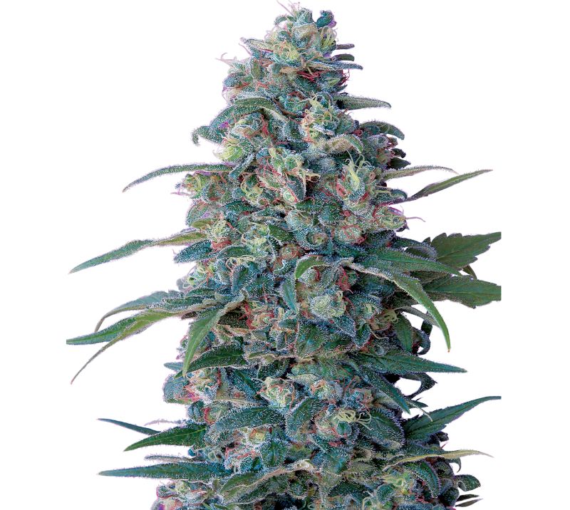 Hashberry Cannabissamen-Verpackung — Royal King Seeds Deutschland