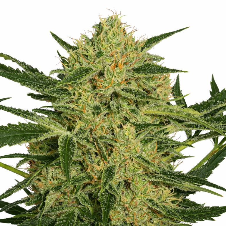 Hawaiian Dream CBD Cannabissamen-Verpackung — Royal King Seeds Deutschland