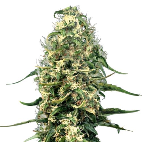 Hawaiian Snow Cannabissamen-Verpackung — Royal King Seeds Deutschland