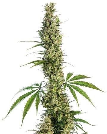 Haze XL Cannabissamen-Verpackung — Royal King Seeds Deutschland