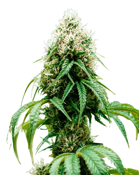 Head Cheese Cannabissamen-Verpackung — Royal King Seeds Deutschland