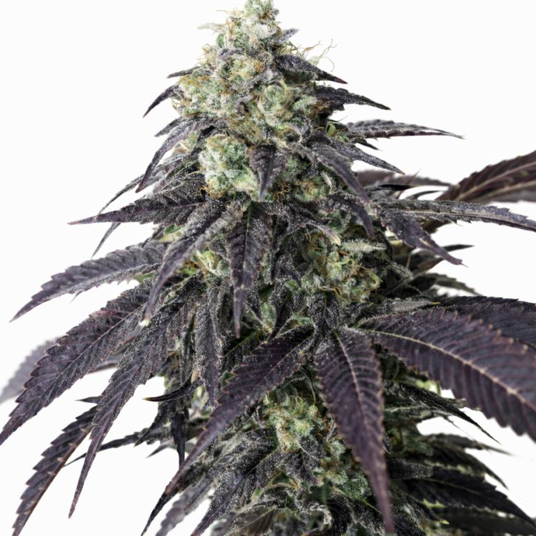 Headband Cannabissamen-Verpackung — Royal King Seeds Deutschland