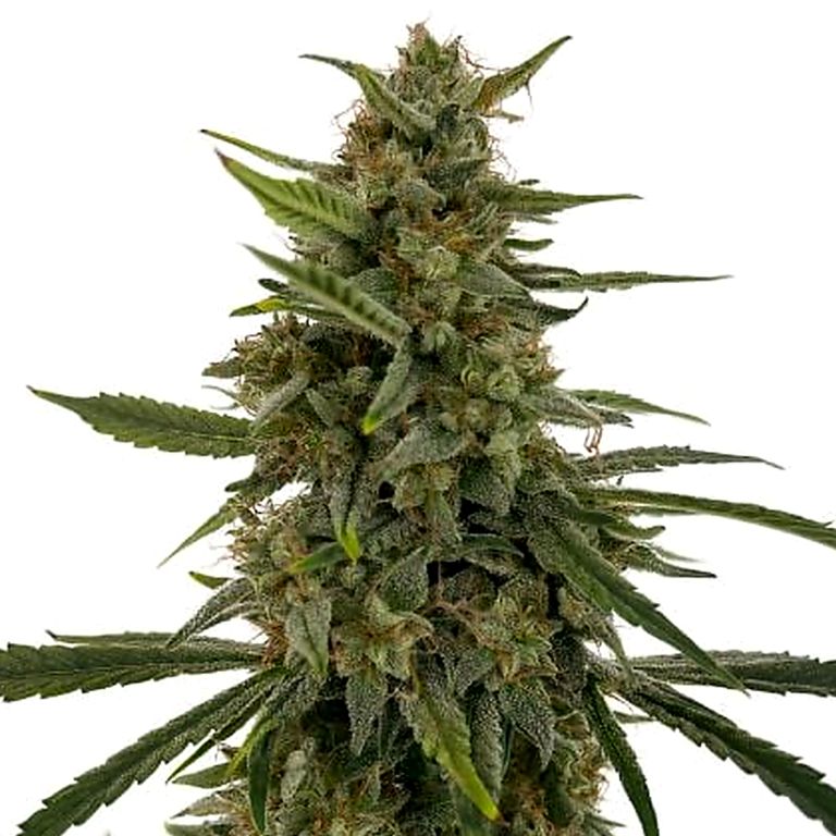 Hells OG Haze Cannabissamen-Verpackung — Royal King Seeds Deutschland