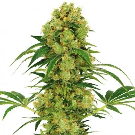 Hempstar Cannabissamen-Verpackung — Royal King Seeds Deutschland