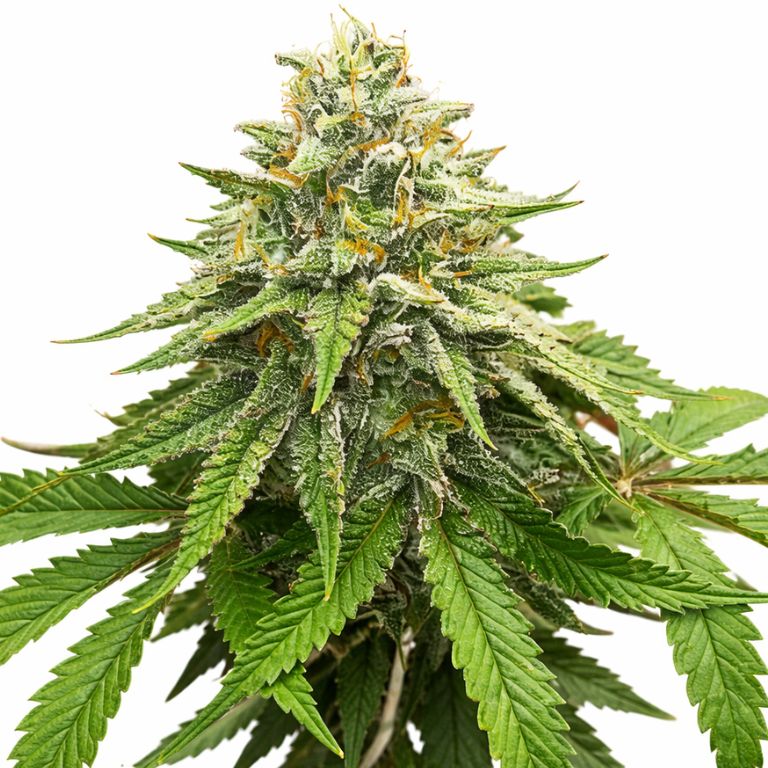 Herijuana Cannabissamen-Verpackung — Royal King Seeds Deutschland