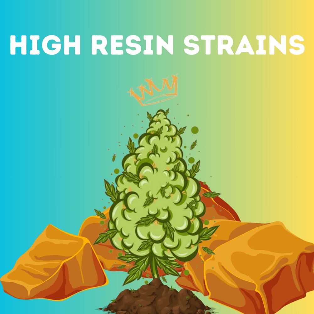 High Resin Strains Mixpack Cannabissamen-Verpackung — Royal King Seeds Deutschland