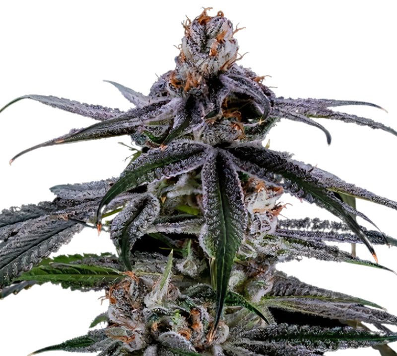 Highwayman Cannabissamen-Verpackung — Royal King Seeds Deutschland