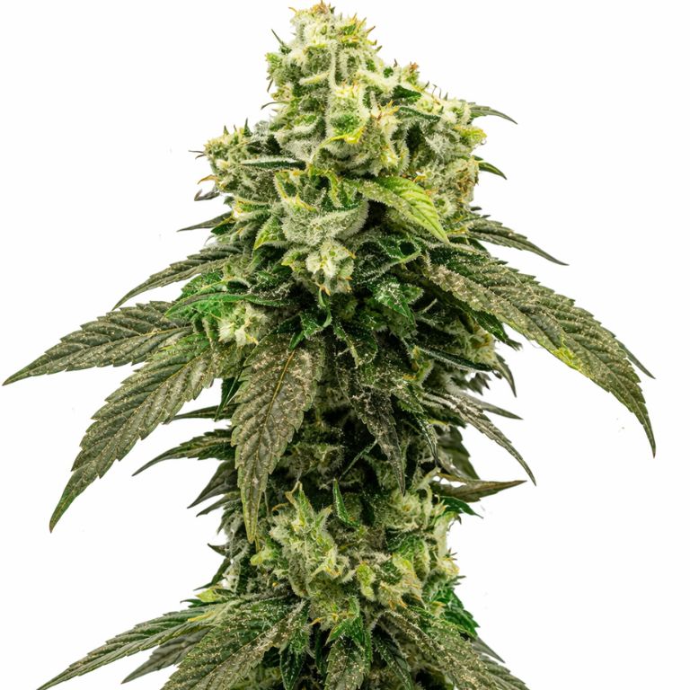 Hindu Kush Cannabissamen-Verpackung — Royal King Seeds Deutschland