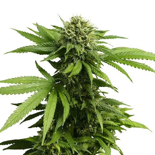 Hindu Skunk Cannabissamen-Verpackung — Royal King Seeds Deutschland