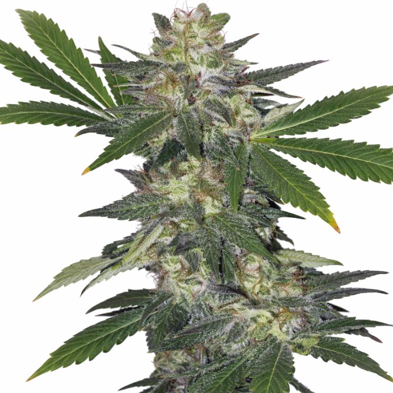 Hog's Breath Cannabissamen-Verpackung — Royal King Seeds Deutschland