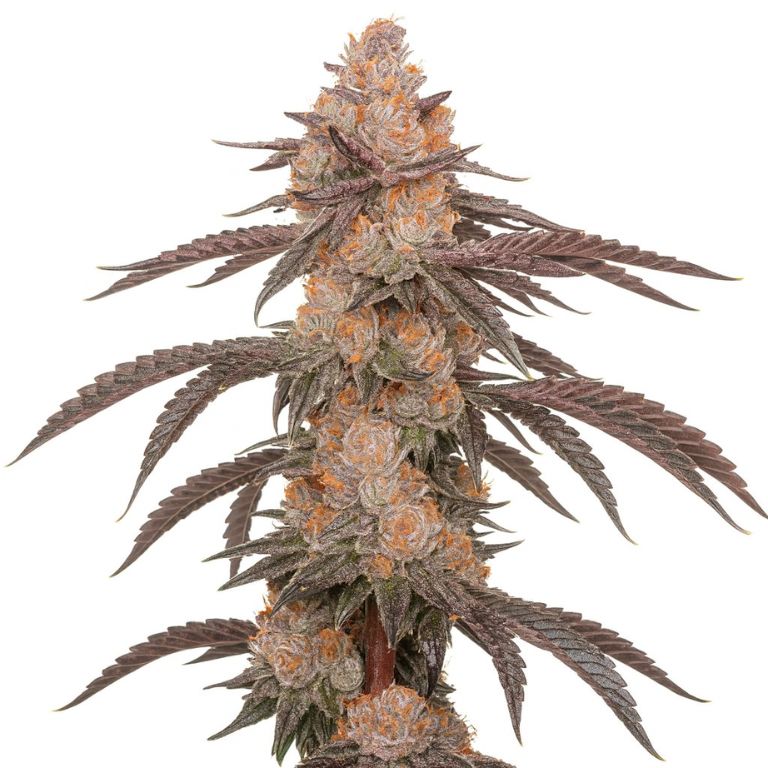 Hood Candy Cannabissamen-Verpackung — Royal King Seeds Deutschland