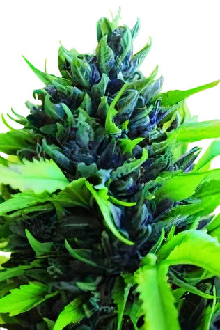 Humboldt Dream Cannabissamen-Verpackung — Royal King Seeds Deutschland