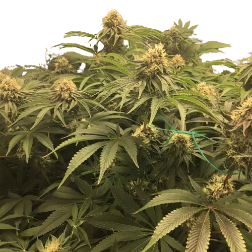 Humboldt Headband Cannabissamen-Verpackung — Royal King Seeds Deutschland